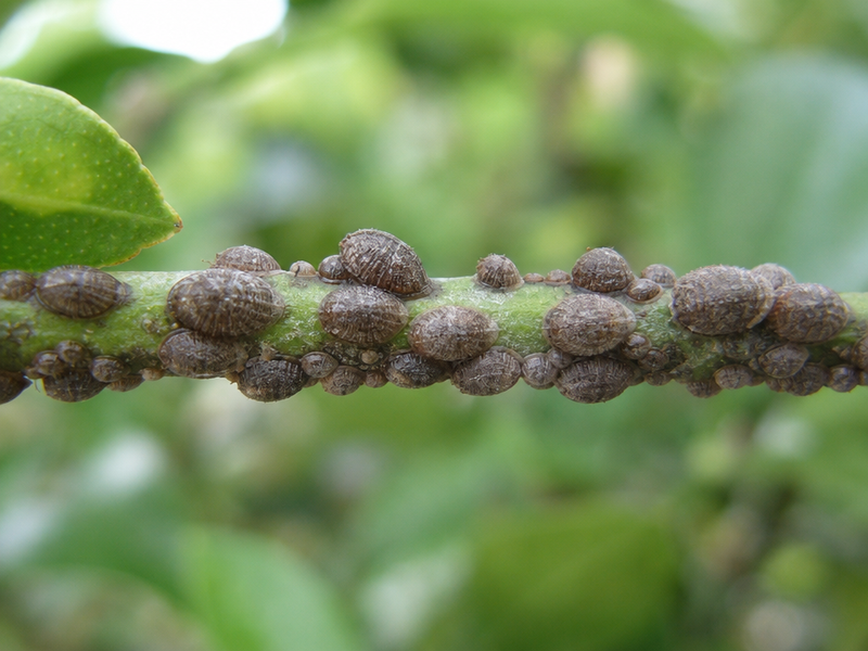 comment se débarrasser des cochenilles sur le citronnier