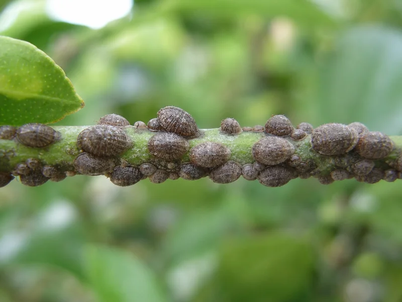 comment se débarrasser des cochenilles sur le citronnier