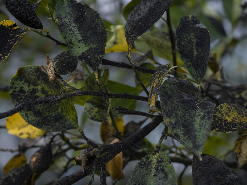 maladie citronnier feuilles collantes pourquoi miellat