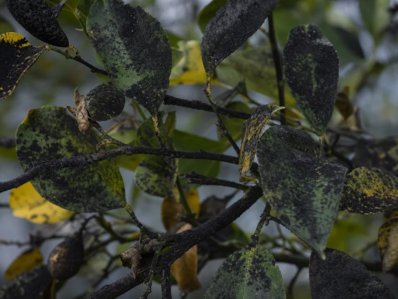 maladie citronnier feuilles collantes pourquoi miellat