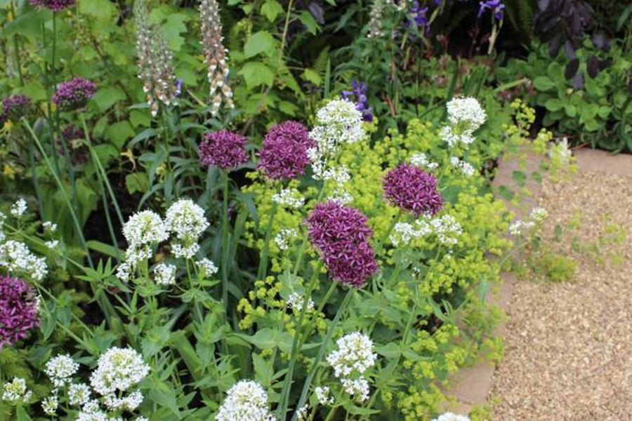 plantes vivaces qui aiment l'ombre 2026