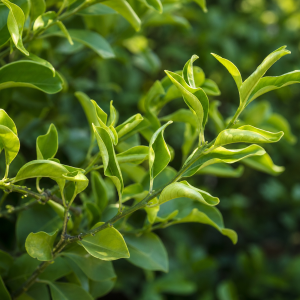 Feuilles de citronnier enroulées vers le haut sur une branche verte