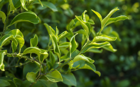 Feuilles de citronnier enroulées vers le haut sur une branche verte