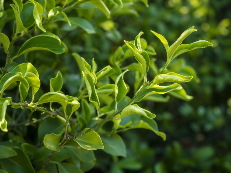 Feuilles de citronnier enroulées vers le haut sur une branche verte