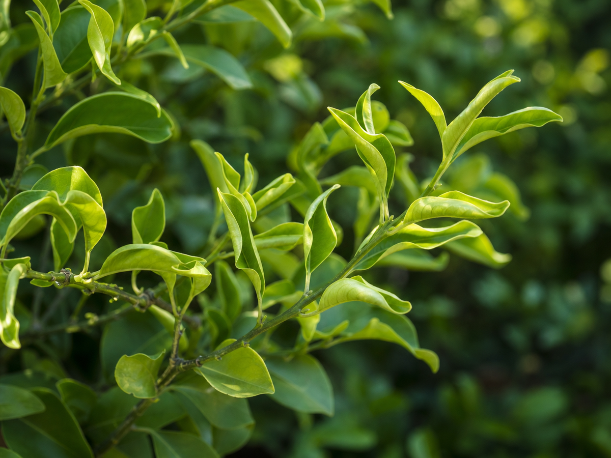 Feuilles de citronnier enroulées vers le haut sur une branche verte