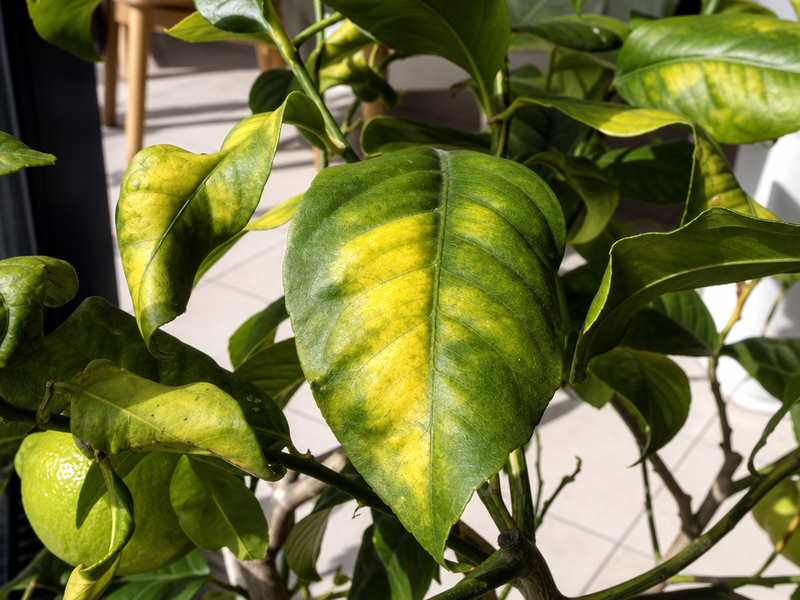pourquoi les feuilles du citronnier s'enroulent vers le bas arrosage excessif
