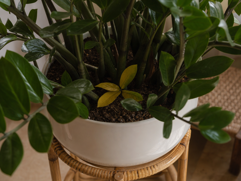zamioculcas feuilles jaunes qui tombent