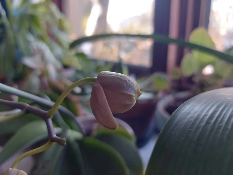pourquoi les boutons d'orchidée sèchent