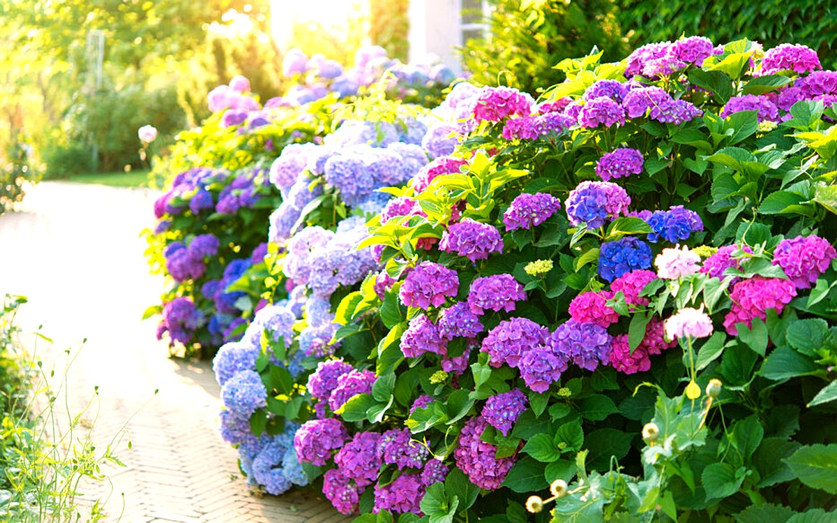 quel est le meilleur paillage pour les hortensias
