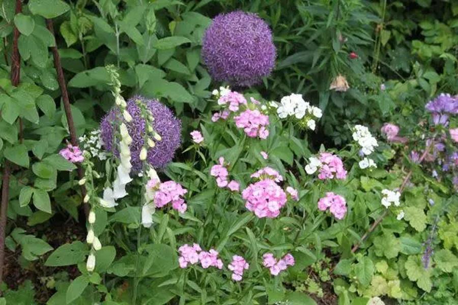 quelle bordure fleurie pour votre jardin