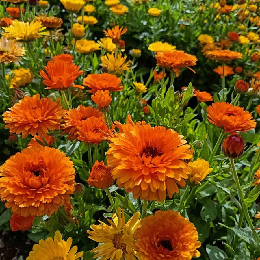 souci belle fleur orange au jardin