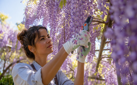 Glycine en pleine floraison aux grappes violet-lavande cascadant dans un jardin ensoleillé