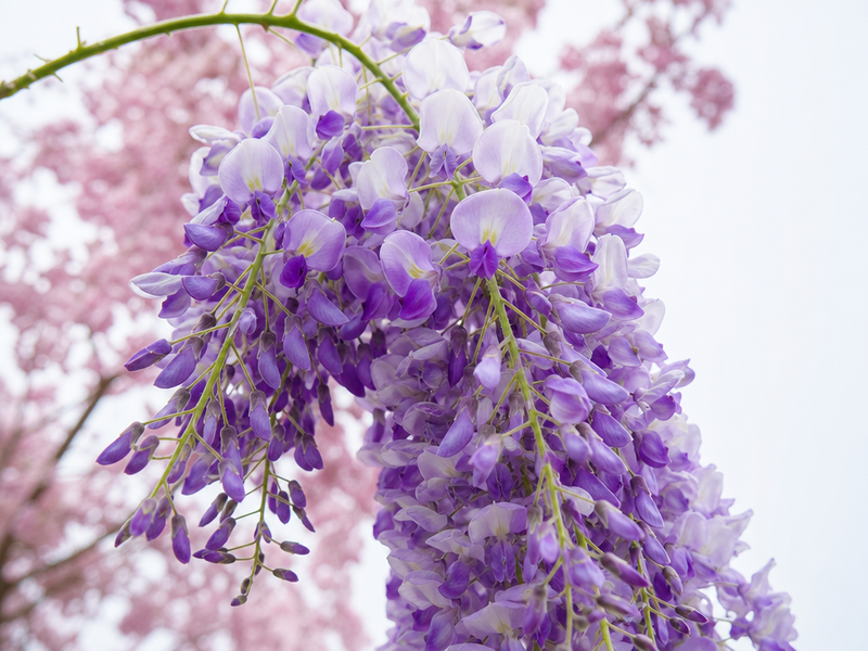taille de la glycine 2026