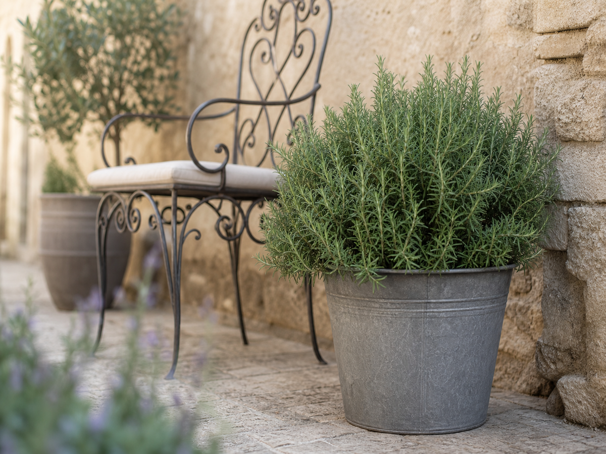taille romarin printemps tout savoir