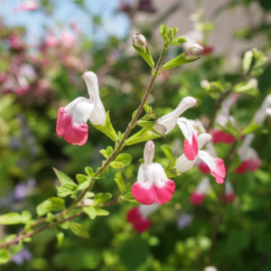 Sauge arbustive en fleurs aux pétales roses et blancs dans un jardin ensoleillé