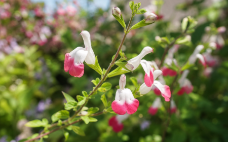 Sauge arbustive en fleurs aux pétales roses et blancs dans un jardin ensoleillé