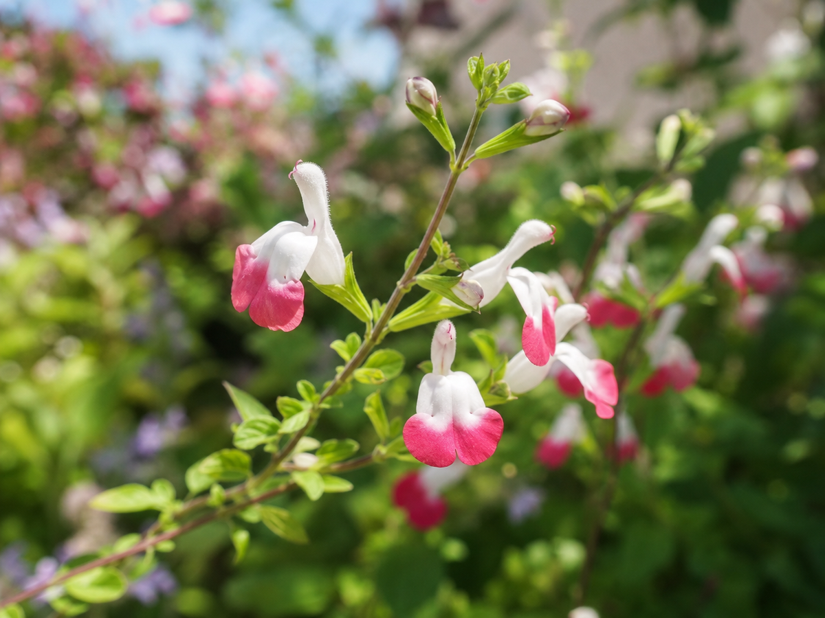 Sauge arbustive en fleurs aux pétales roses et blancs dans un jardin ensoleillé