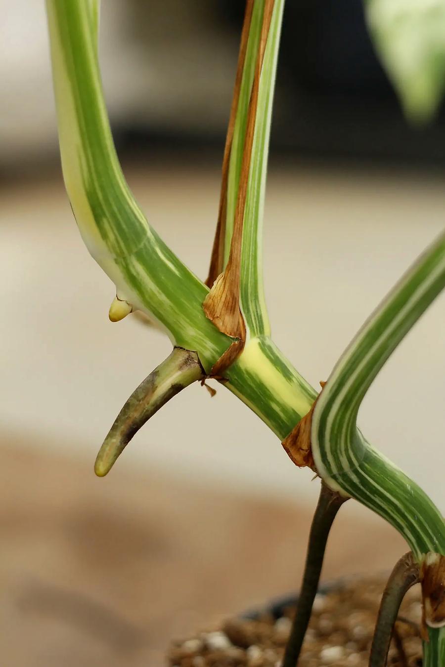 tailler une Monstera 2026