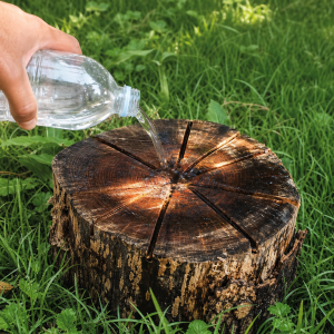 Verser un liquide sur une souche d'arbre pour détruire ses racines naturellement