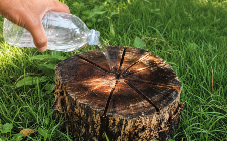 Verser un liquide sur une souche d'arbre pour détruire ses racines naturellement