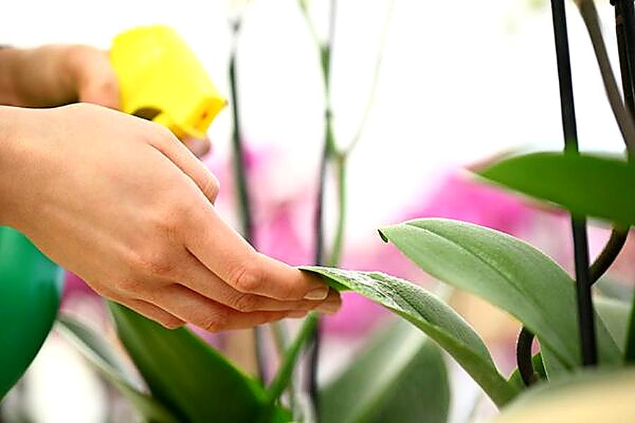 vaporiser les feuilles de l'orchidée