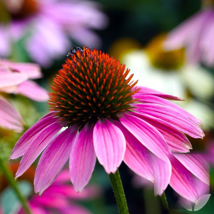 vivaces ombre longue floraison 2026