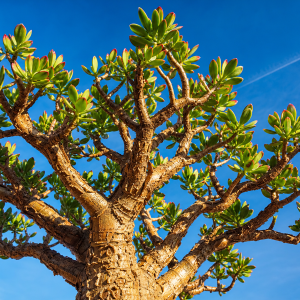 Arbre de jade Crassula ovata vu en contre-plongée sur fond de ciel bleu clair