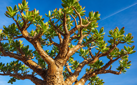Arbre de jade Crassula ovata vu en contre-plongée sur fond de ciel bleu clair