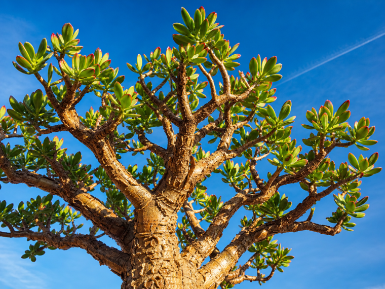 Arbre de jade Crassula ovata vu en contre-plongée sur fond de ciel bleu clair