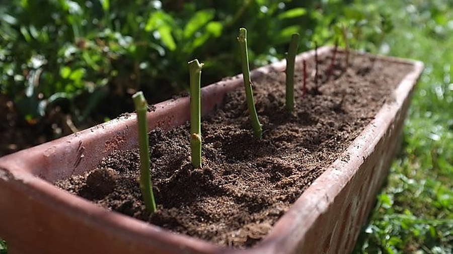 quand planter la bouture de rosier 2026