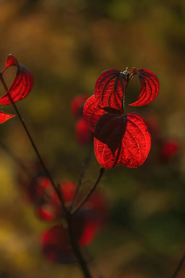Haie quatre saisons : un plan de plantation pour profiter de couleurs toute l’année
