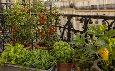 Potager de balcon productif en juin avec tomates cerises, basilic, salades et fraises sur balcon parisien
