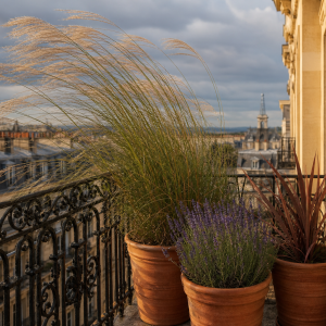 Balcon parisien venteux avec Miscanthus, lavande et Phormium en pots de terre cuite