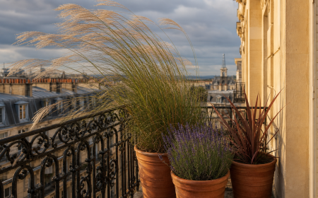 Balcon parisien venteux avec Miscanthus, lavande et Phormium en pots de terre cuite