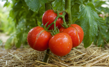 Tomates rouges fendues sur le pied après une averse d'été dans un potager paillé