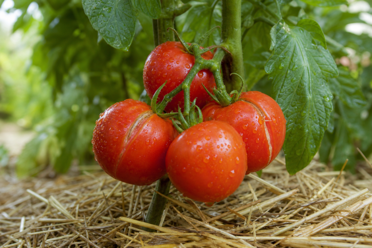 Tomates rouges fendues sur le pied après une averse d'été dans un potager paillé