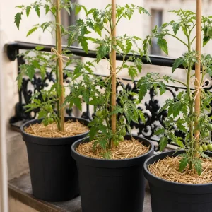 Trois plants de tomate en pot sur un balcon parisien en juin, tuteurés au bambou et paillés