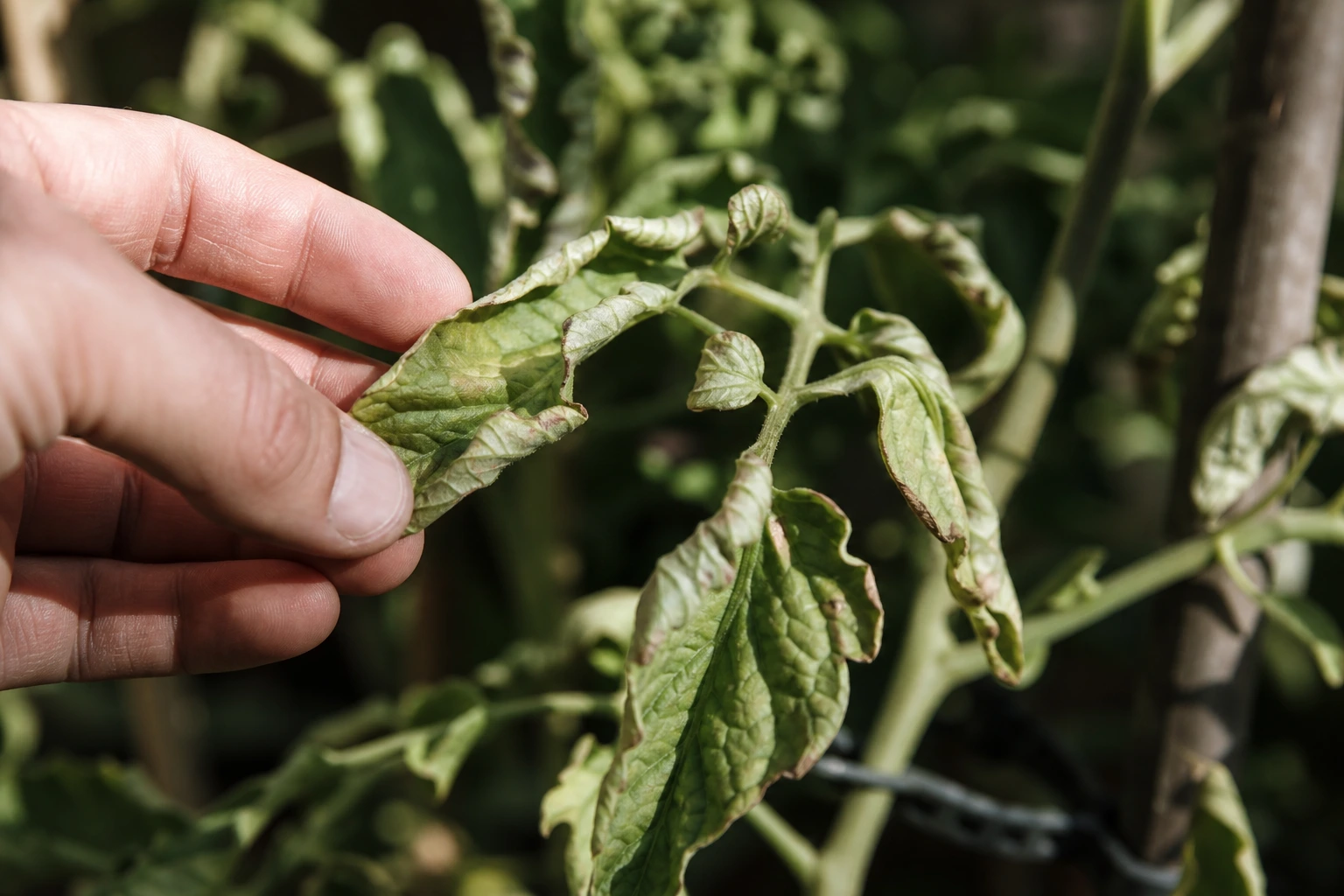 Feuilles de tomate enroulées et flétries, signe de stress hydro-thermique sur un plant de balcon