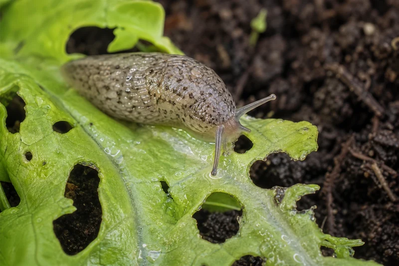 Limace grise mangeant une feuille de salade trouée après la pluie