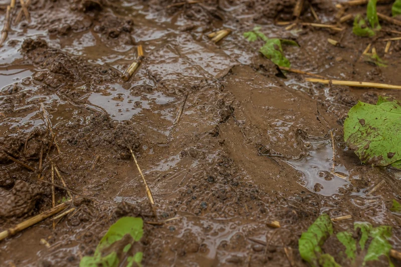 Croûte de battance sur sol nu après une averse forte au potager