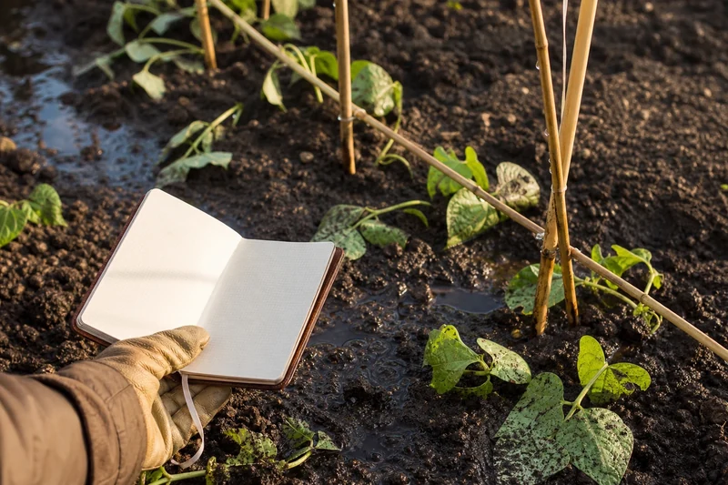 Évaluation des dégâts dans un potager après une forte pluie : sol détrempé et plants couchés