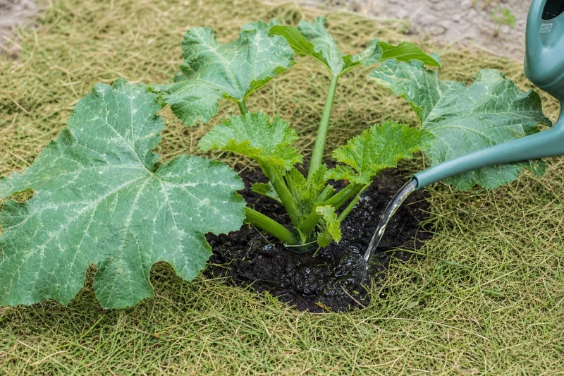Plant de courgette repiqué au potager avec paillage de tontes de pelouse