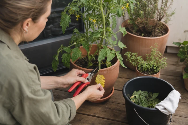 Effeuillage des feuilles basses des tomates après pluie avec sécateur désinfecté