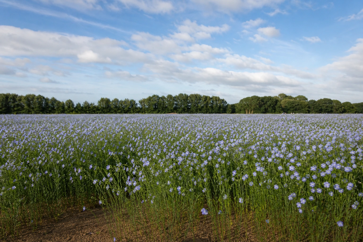 Champ de lin en fleur en Normandie, première région productrice mondiale de lin textile