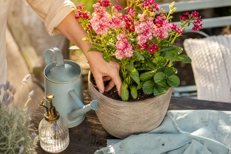 Arroser les fleurs : matin ou soir ? Faites le bon choix