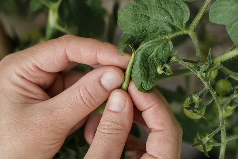 Mains pinçant un gourmand de tomate de 7 cm à l'aisselle d'une feuille