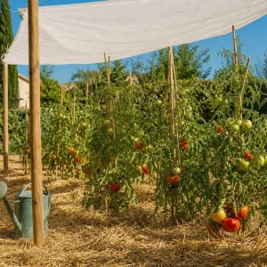 Potager paillé et ombragé pendant une vague de chaleur en France