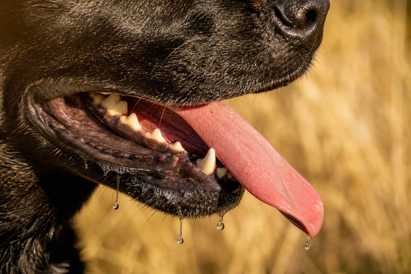 Halètement intense et langue rouge brique chez un chien, signe d'alerte du coup de chaleur