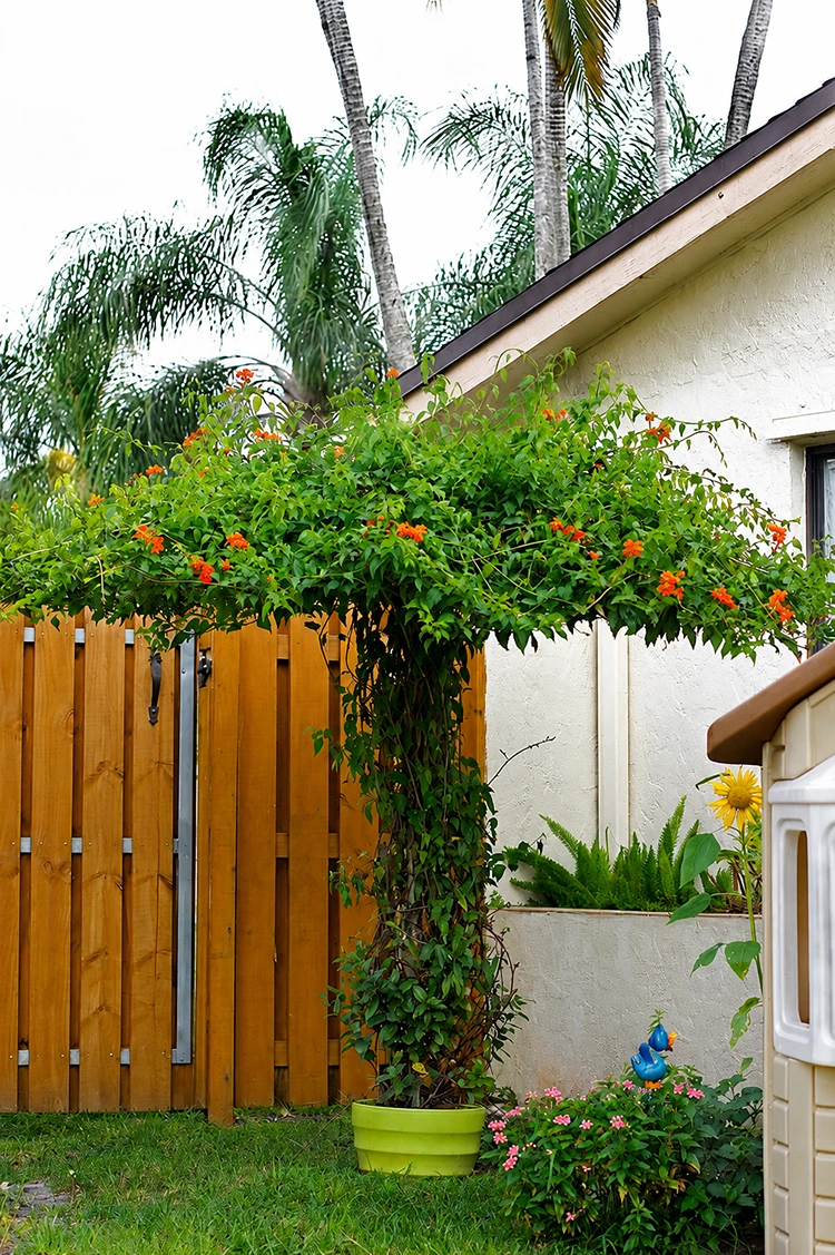 Parasol vivant : créer un abri végétal avec des plantes grimpantes