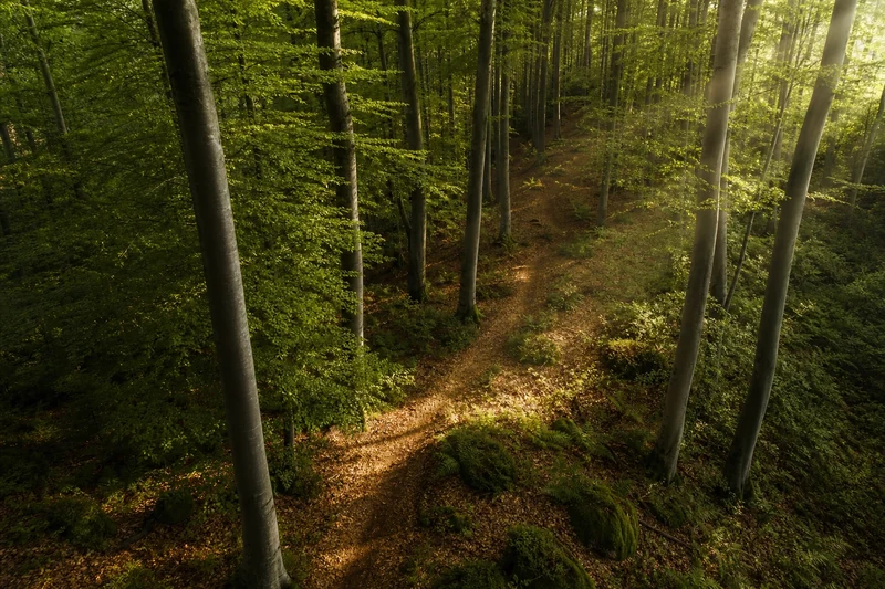 Sentier ombragé serpentant dans une hêtraie française au cœur de l'été